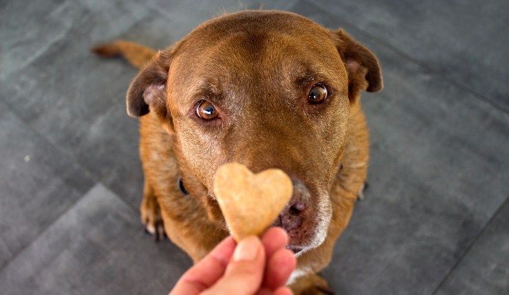 Biscotti per cani fatti in casa ricetta