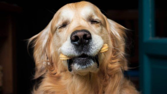 Biscotti per cani ricetta per farli in casa