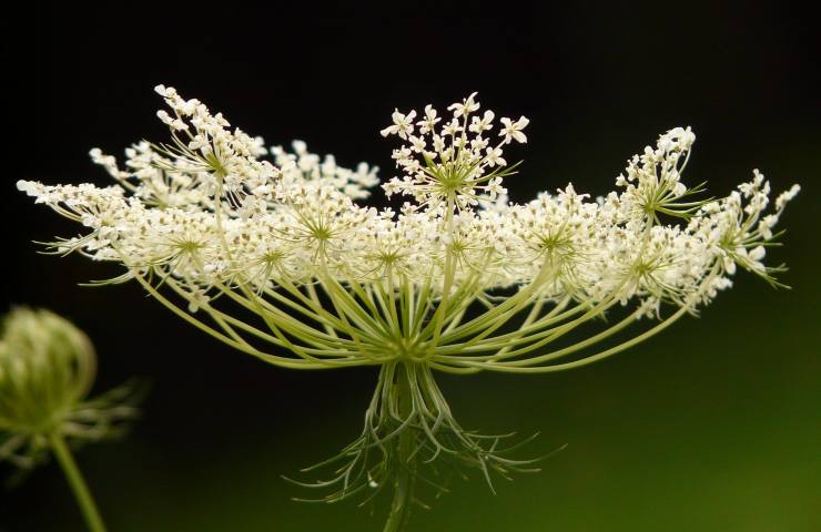 Fiore della carota selvatica