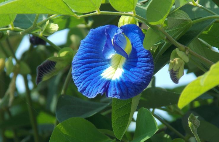 Clitoria ternatea