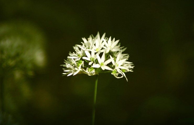 Fiore aglio selvatico