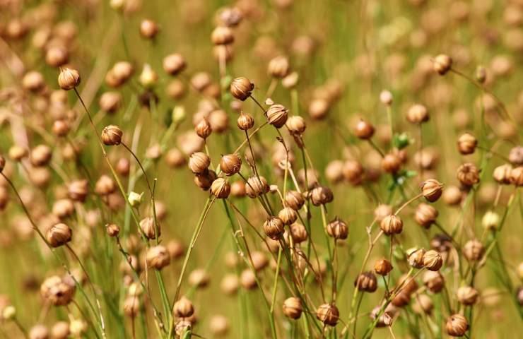 Linum usitatissimum