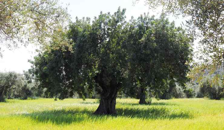 I giganti di Puglia