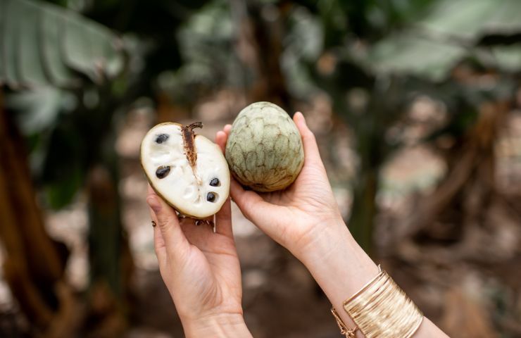 Annona, parte interna del frutto