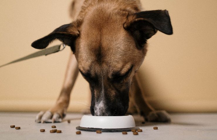 Cane che mangia dalla ciotola