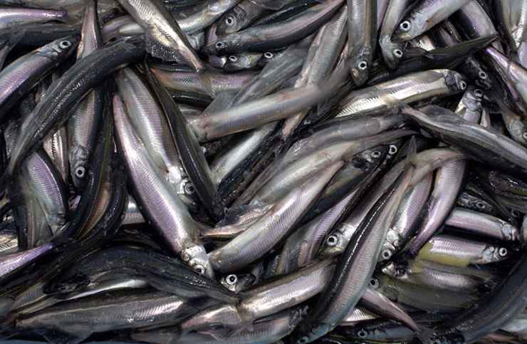 Capelin