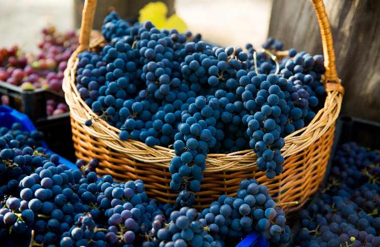 Caratteristiche del pinot nero