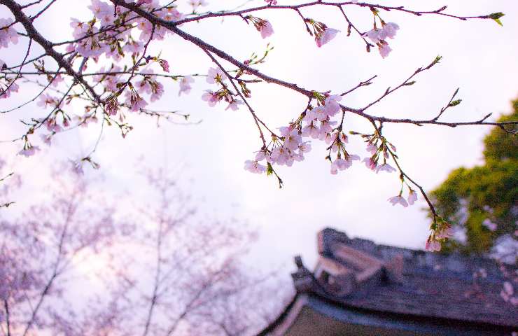 Fioritura dei ciliegi a Tokio