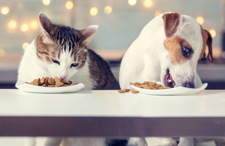 Gatto e cane che mangiano