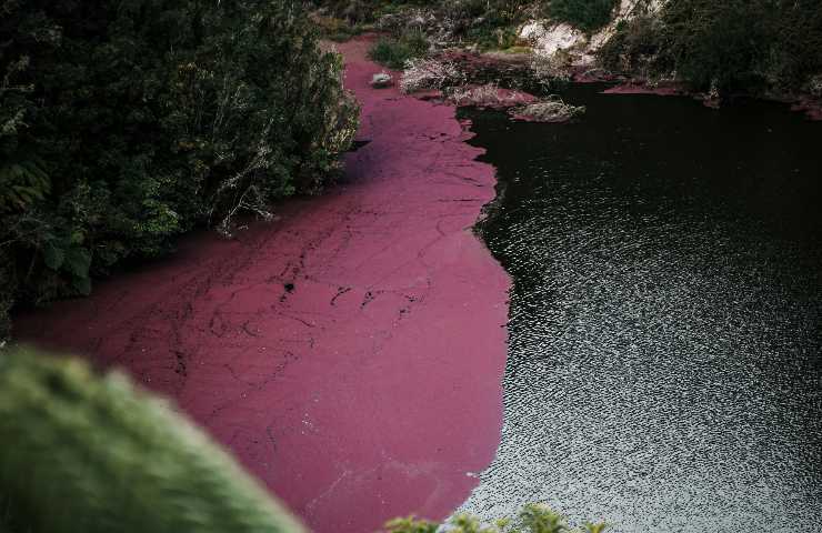 Il colore particolare del Caño Cristales