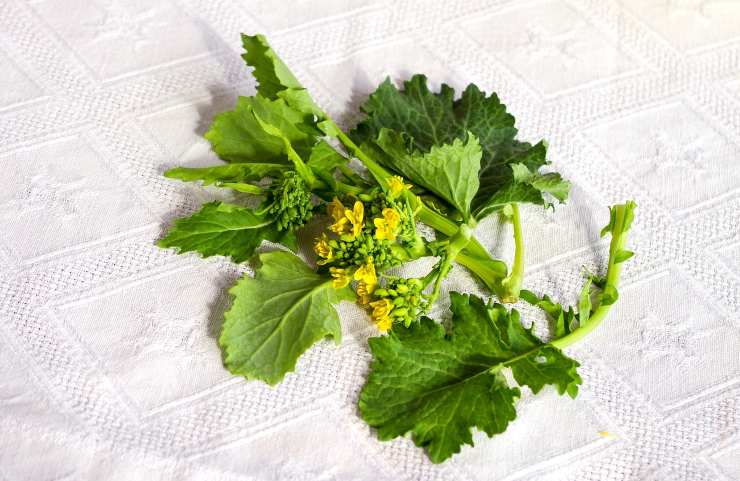 Brassica Campestris