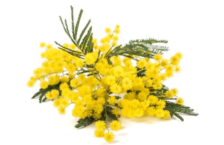 Mimosa 8 marzo