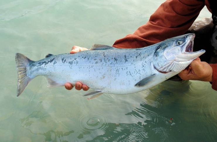 Salmone