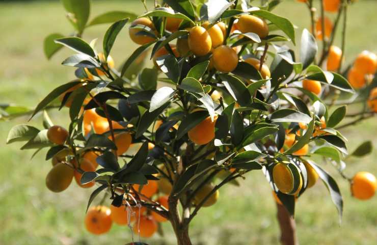 Citrus japonica