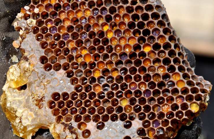 Alveare per estrazione miele