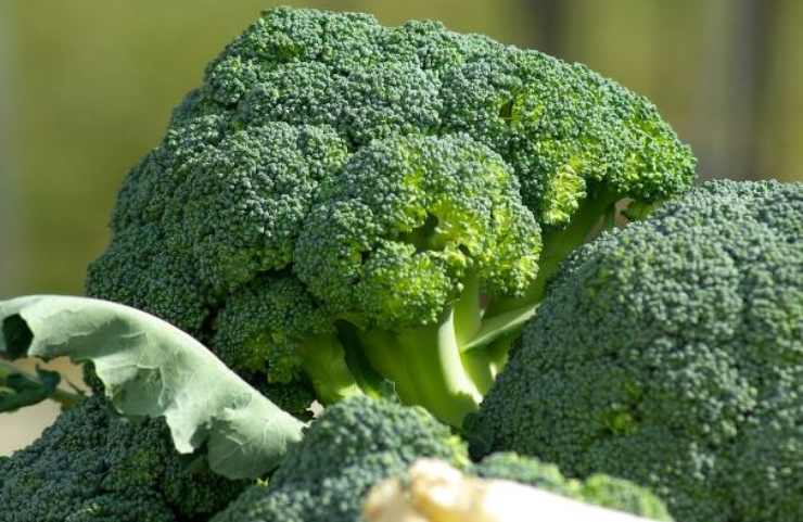 Broccoli