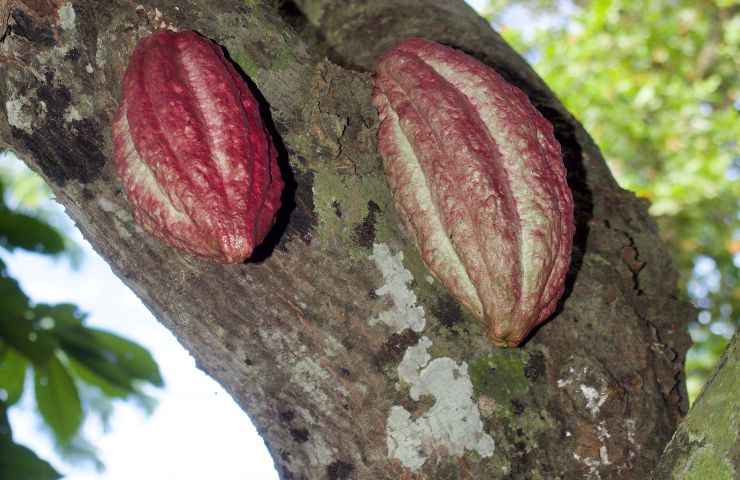 Cabossa, seme dell'albero di cacao