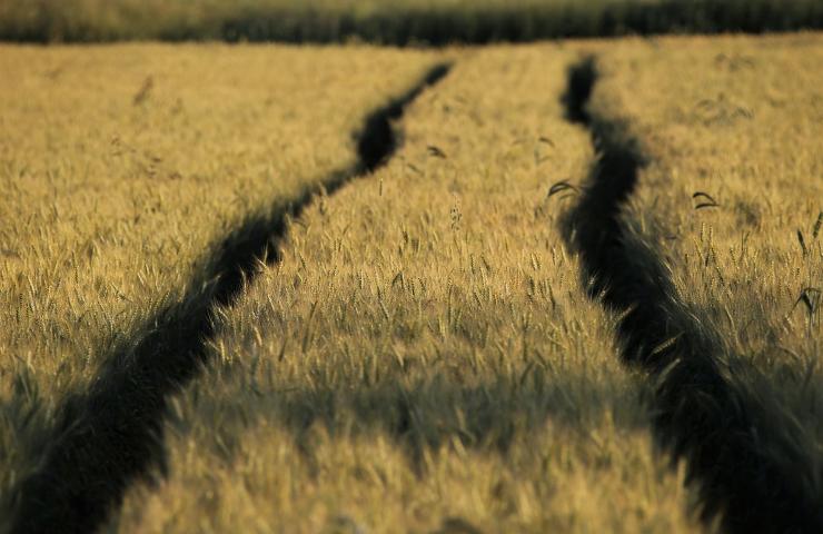 Campo di cereali