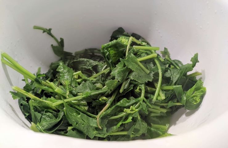 Cima di rapa