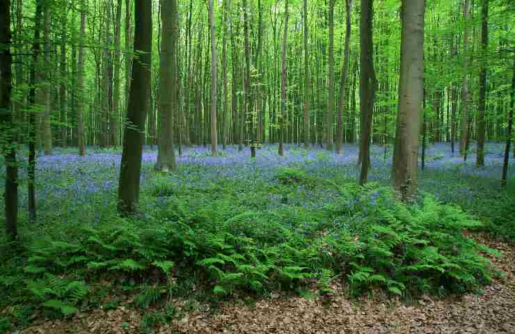 Hallerbos