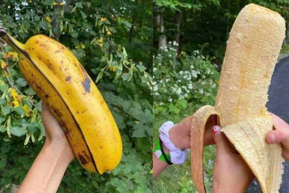 Hua Moa Banana