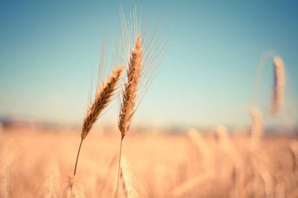 Kamut: spighe di grano khorasan