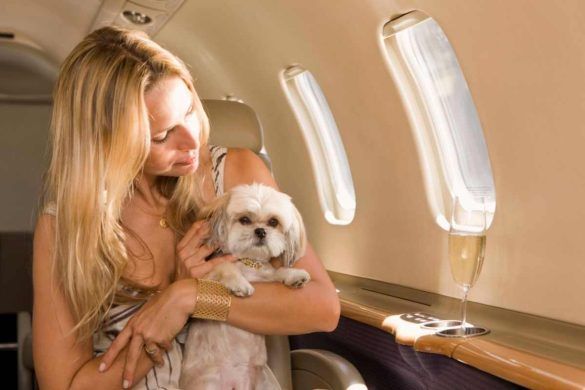 Padrona e cane su aereo