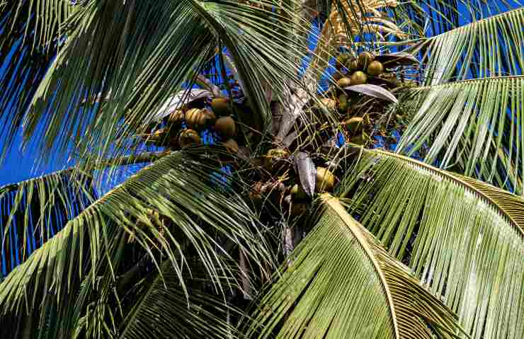 Cocos nucifera