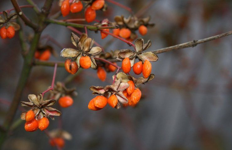 Lycium barbarum