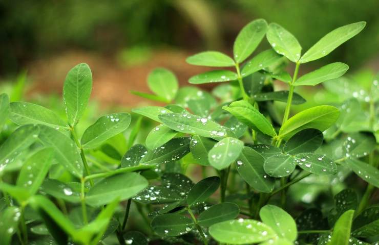 Arachis hypogaea