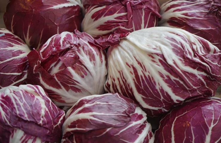 Radicchio