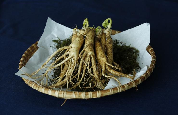 Radice di ginseng