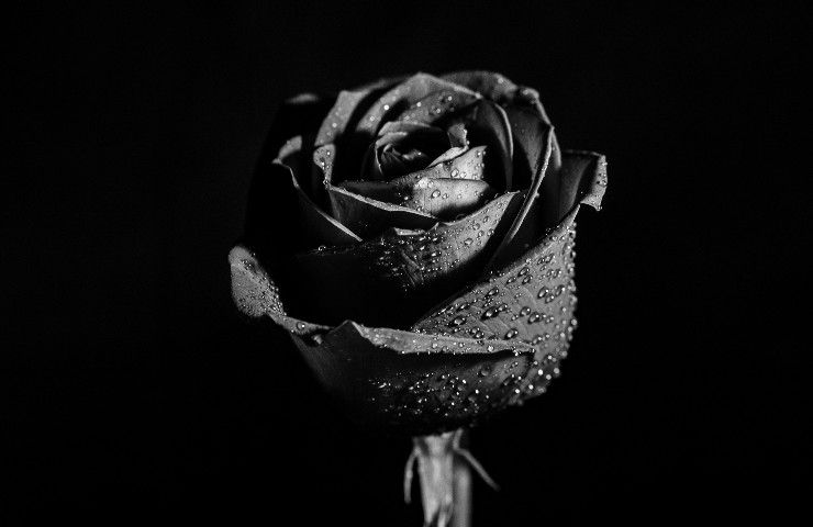 Rosa nera di Halfeti