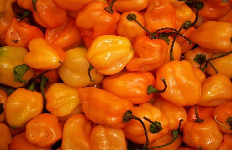 Habanero giallo