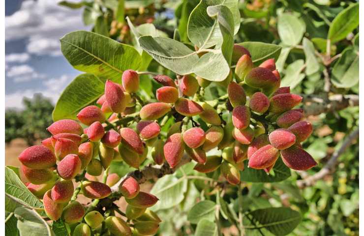 Pistacchi con mallo rosso