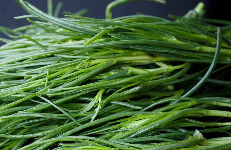 Agretti o finocchio di mare