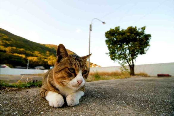 Aoshima isola dei gatti