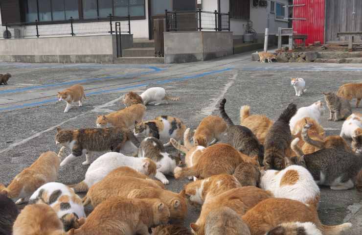 Aoshima, l'isola dei gatti