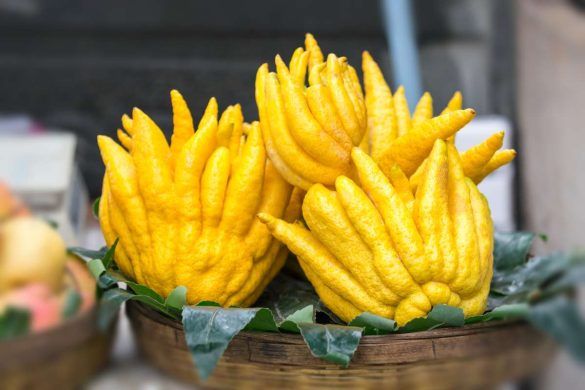 Cedro mano di Buddha