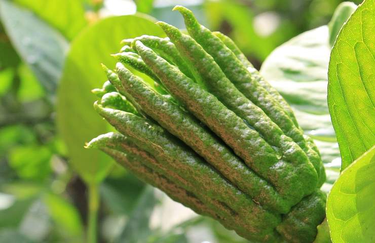 Cedro mano di budda ancora verde