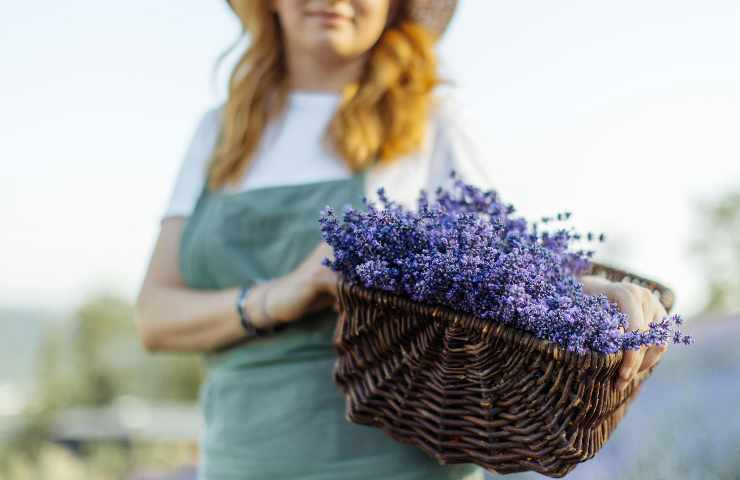 Donna con cesto di lavanda