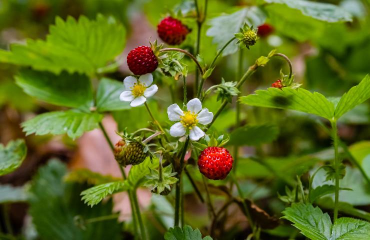 Falsa fragola