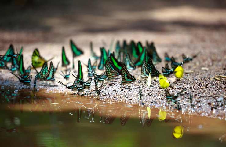 Farfalle colorate