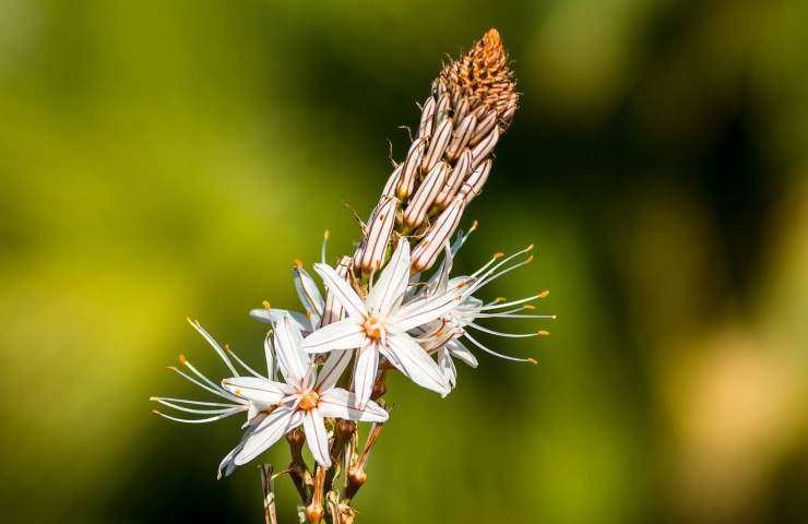 Fiore di asfodelo