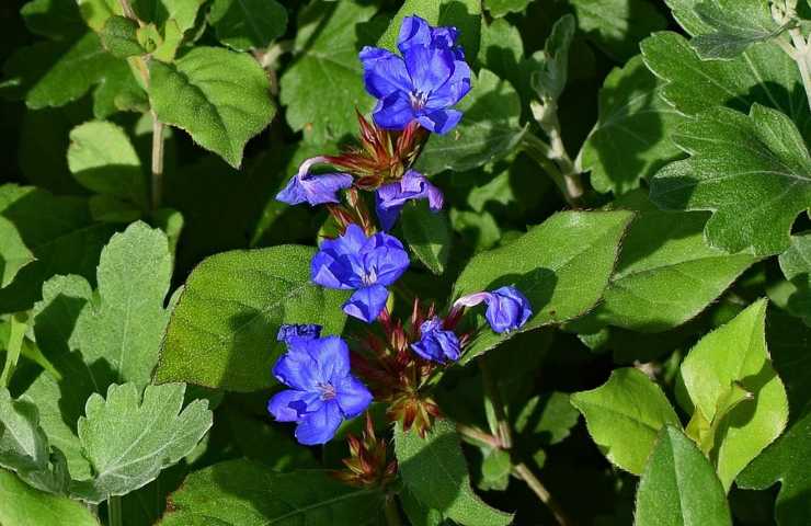 Fiori di borragine