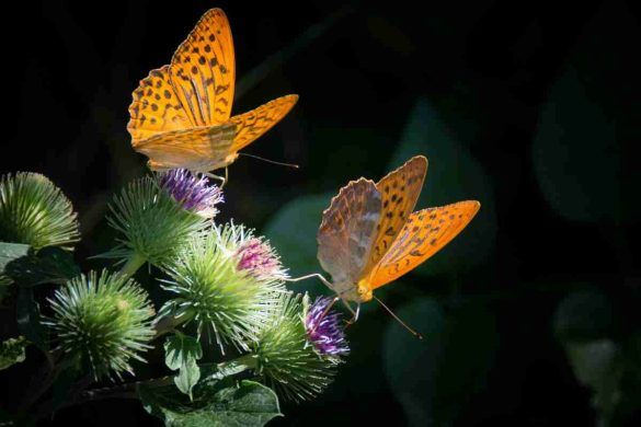 Foresta delle farfalle