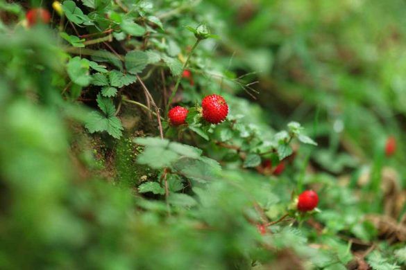 Fragola matta