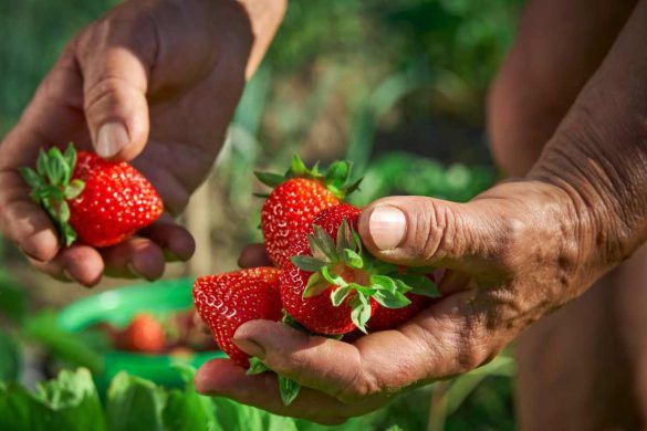 Fragola più dolce che esiste