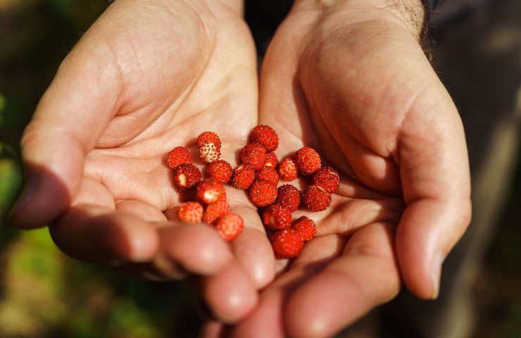 Fragoline di bosco