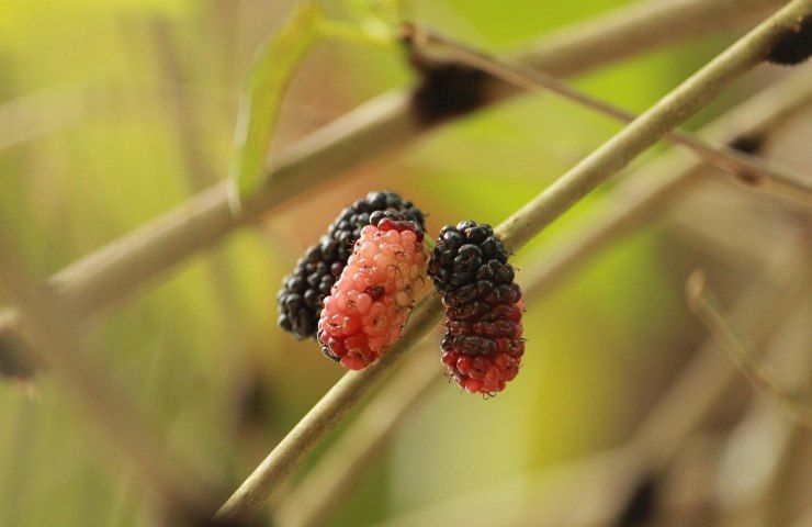 Morus nigra (gelso nero)